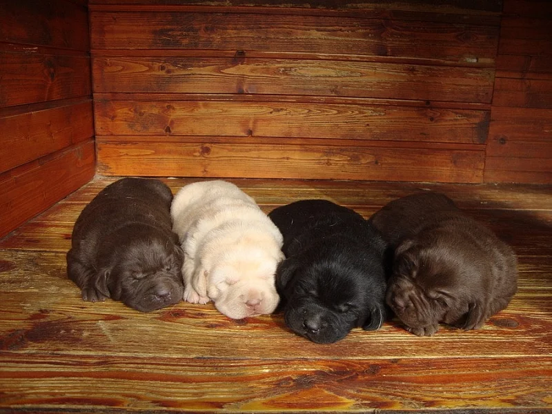 Labradorský retrívr